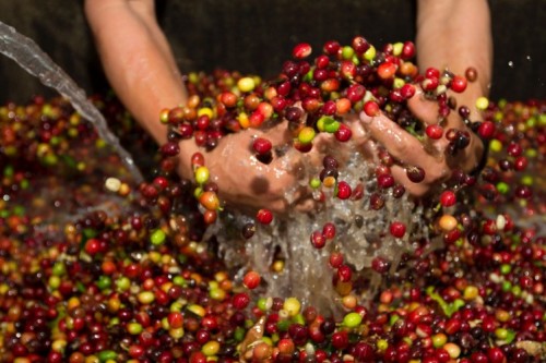 Man washing coffee cherries
