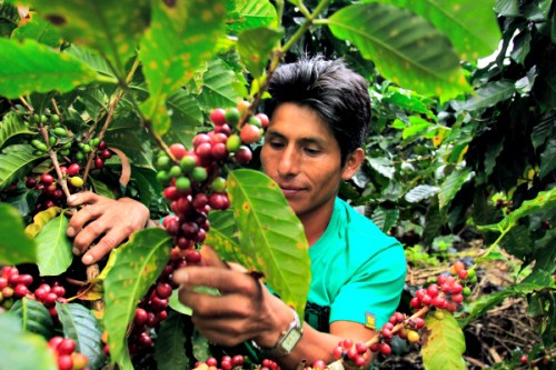 Man picking coffee cherries