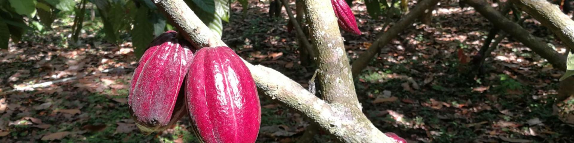 Cacaobeans