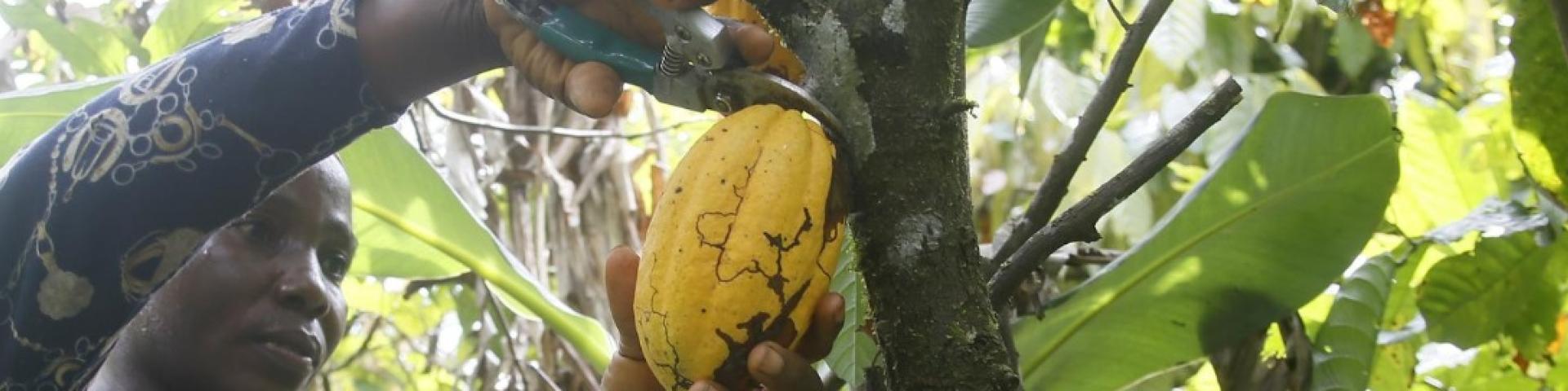 Liberia cocoa