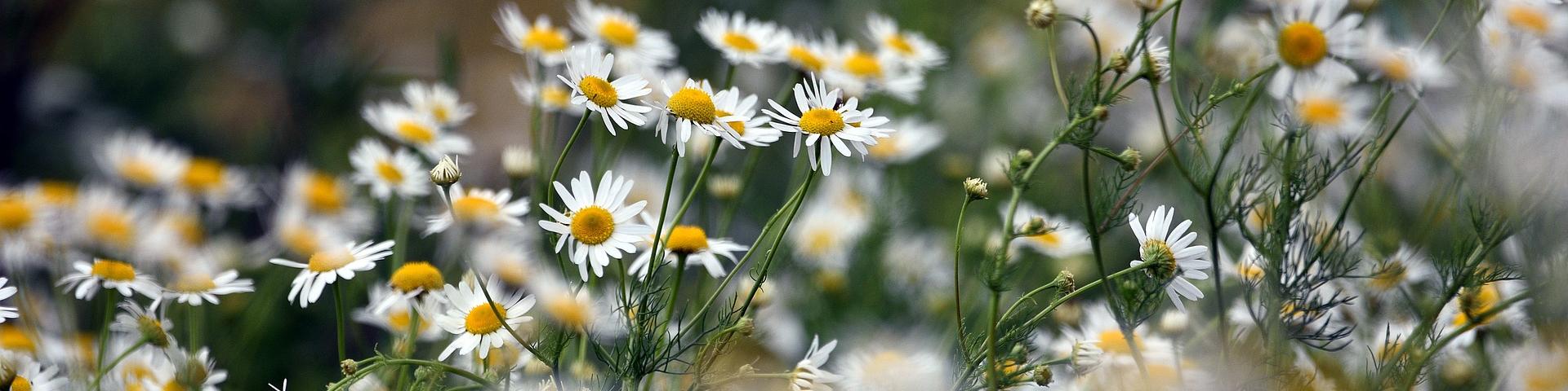 chamomile-5360418_1920 Artur Pawlak via Pixabay.jpg