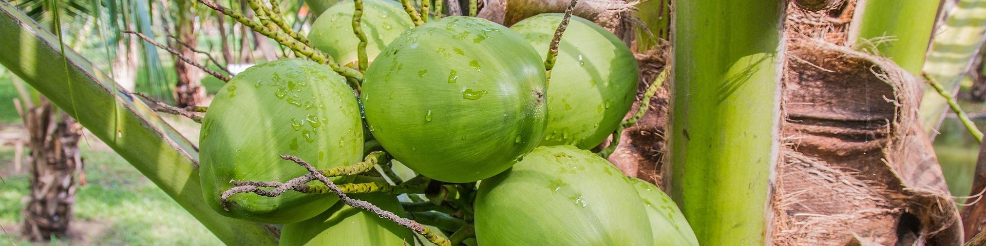 coconut-1036198_1920 Tongpradit Charoenphon via Pixabay.jpg