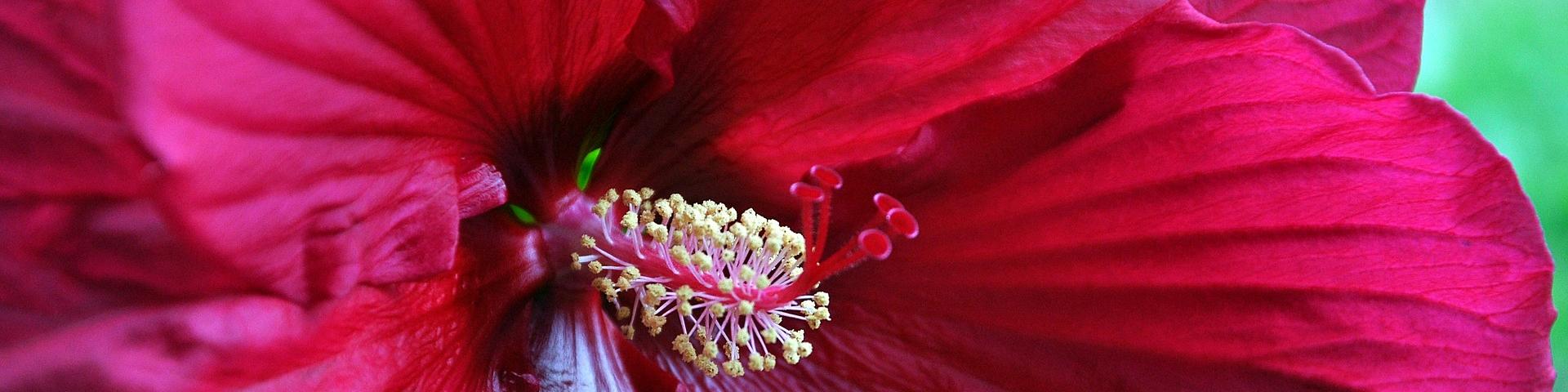 hibiscus-8276215_1920 Artur Pawlak via Pixabay.jpg