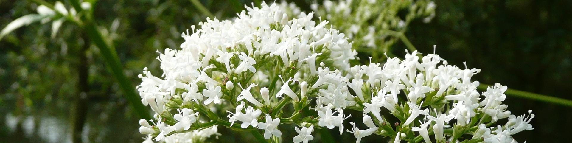 valeriana-officinalis-848738_1920 WikimediaImages via Pixabay.jpg