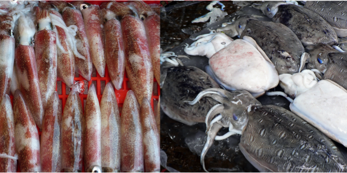 left side fresh squid, right side fresh cuttlefish