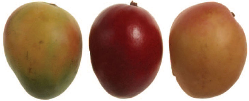 Mango varieties Keith, Tommy Atkins and Kent