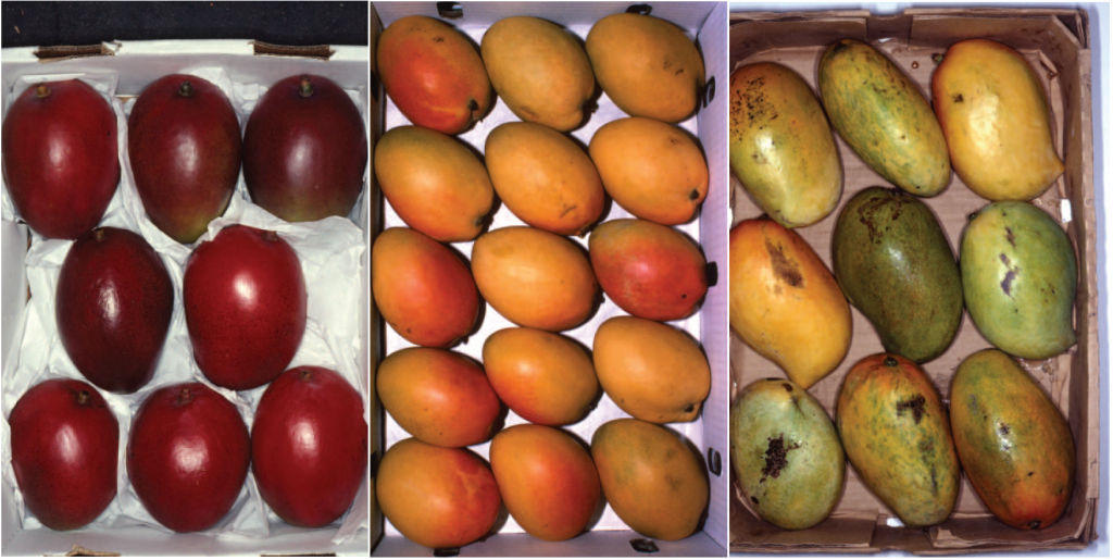 Mango with quality ‘Extra’ Class, Class I and Class II (from left to right)