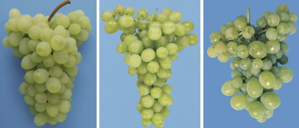 Example of different classes of table grapes