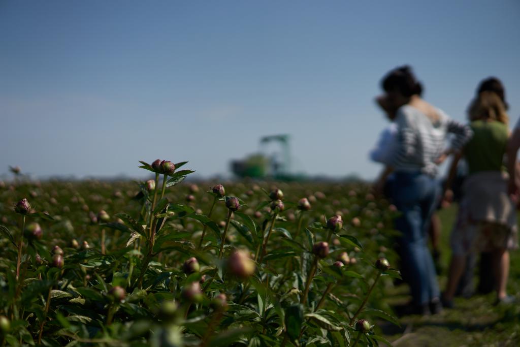 Flowerfield