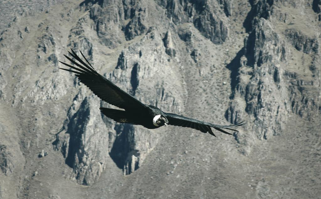 Andean Condor at Canyon del Colca