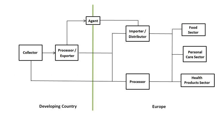 Export value chain of avocado oil