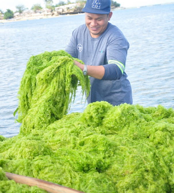 Harvesting of Ulva in the Philippines