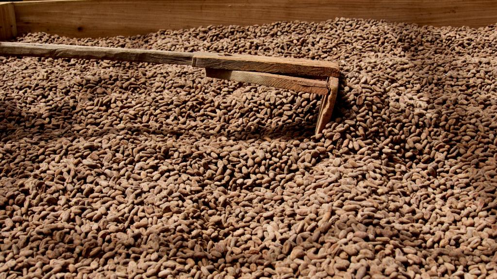 Cocoa beans