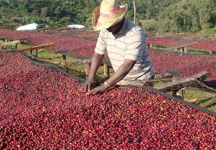 Coffee drying beds in Ethiopia