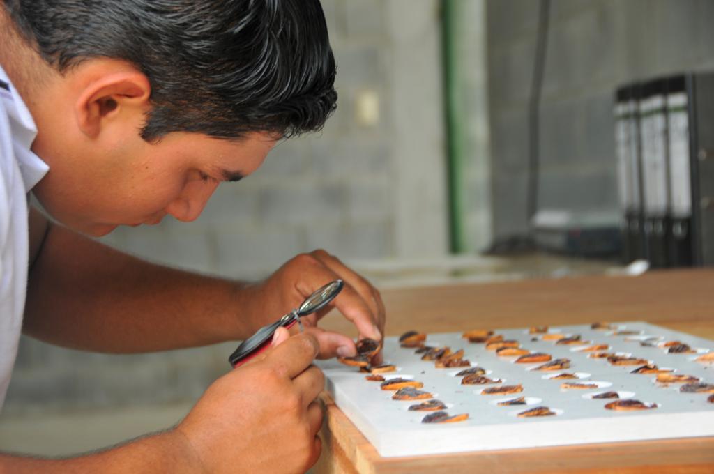 Man examining cocoa beans