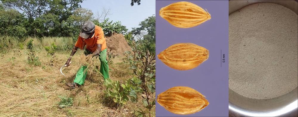 Fonio grains and fonio harvesting