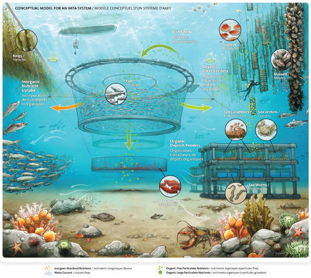 IMTA combines the latest scientific knowledge to create a circular approach to aquaculture that minimises the environmental footprint of producing seafood.