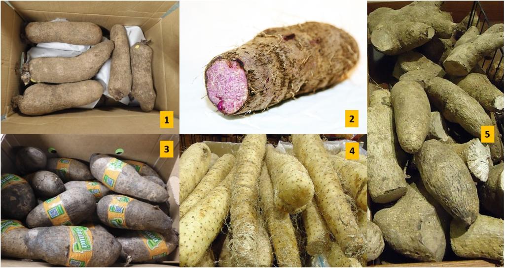 White yam (1), Purple yam (2), cush-cush yam (3), Chinese yam (4) and yellow yam (5)