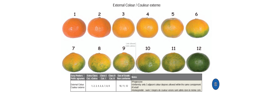 Example of grading mandarins