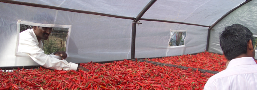 un-drying facility for spices in Thailand, from the inside 