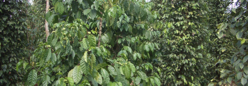 Mixed field with pepper vines and coffee beans in Vietnam