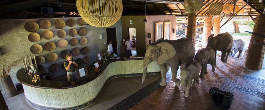 Elephants at reception – conservation at Mfuwe Lodge, Zambia