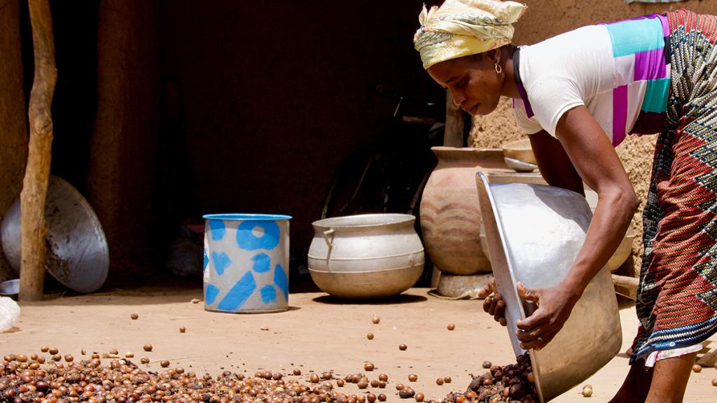 Woman empties basket of shea nuts