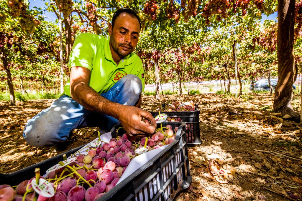 Jordan Fresh Fruit and Vegetables sector