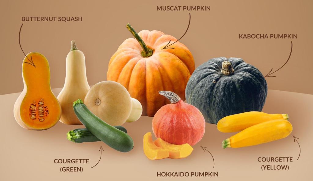 Different varieties of pumpkin and courgette available in the European market