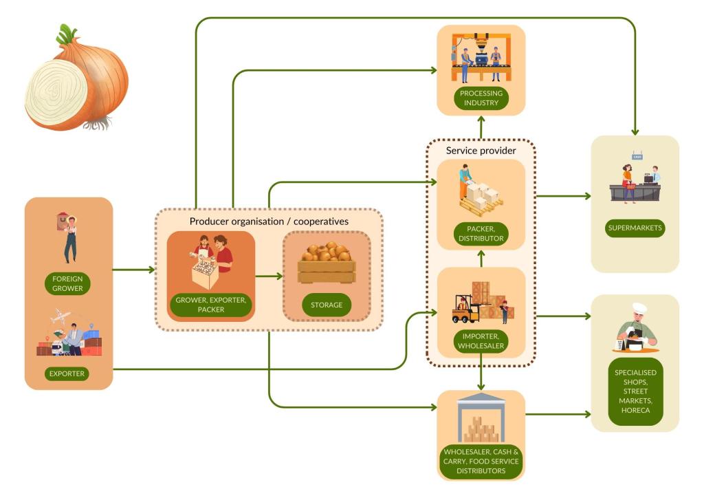 Market channels for fresh onions to Europe