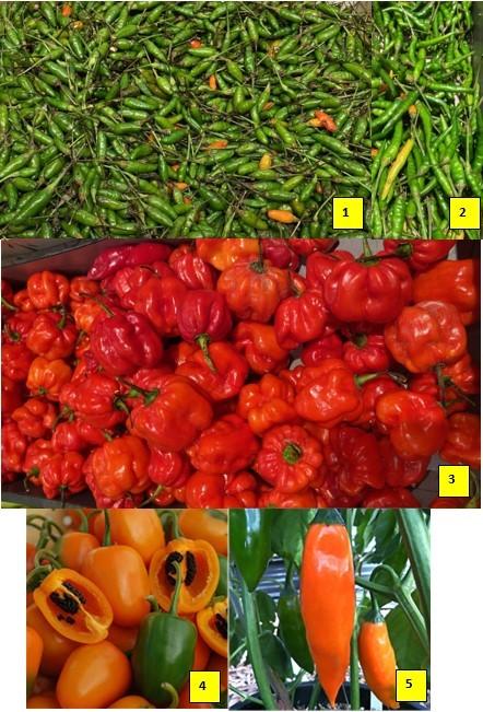 Peri Peri (1), Bird’s eye (2), Habanero (3), Rocoto (4) Aji Amarillo (5)