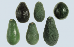 https://www.cbi.eu/sites/default/files/styles/image_medium/public/2021-01/2020%20CBI%20PFS%20avocado%20FFV%20MA%20-%20image%201.png