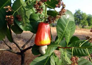 The European market potential for cashew nuts | CBI