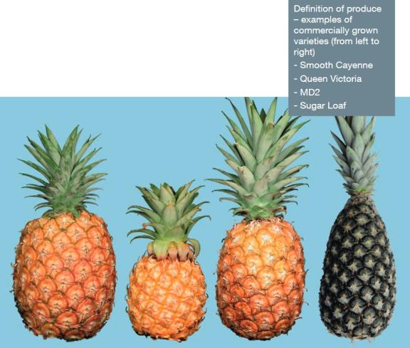 Commercially grown pineapples