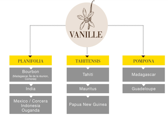 All natural Madagascar vanilla extract 15% beans - LA PATELIERE - Wholesale  B2B - The SHOwP
