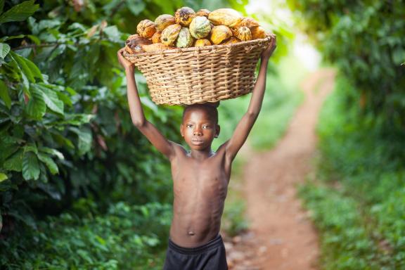 Child labour is common practice in many cocoa farms