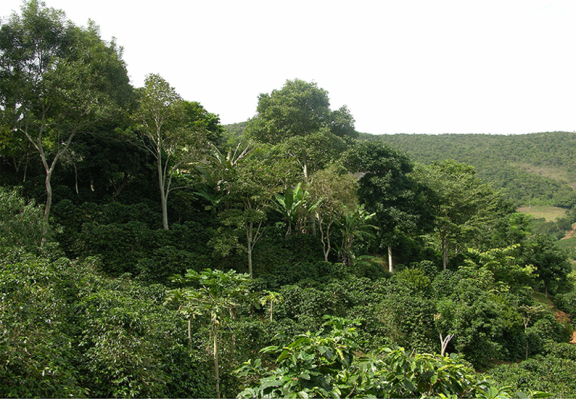 Agroforestry coffee system