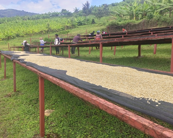 Raised metallic beds for sun-drying coffee