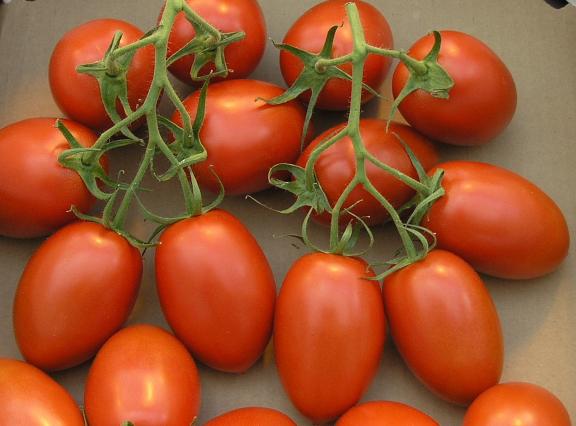 Oblong or elongated tomato