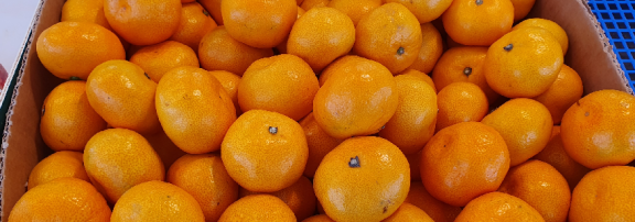 Mandarins (Satsuma variety) from Peru