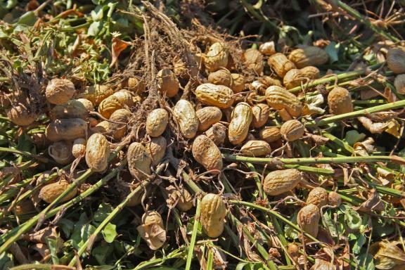 Harvested groundnuts in shell