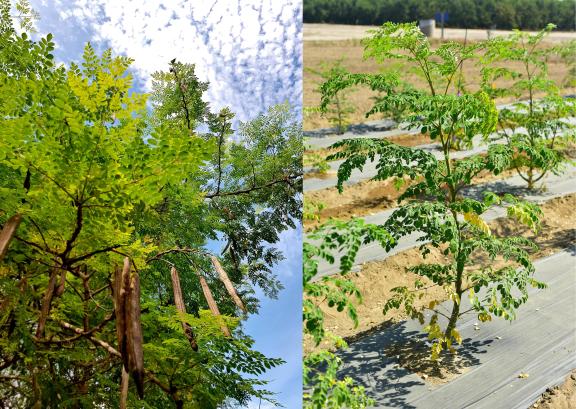 Examples of Moringa Oleifera trees