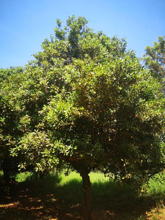 A macadamia tree