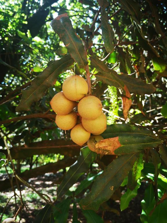 Macadamia nut on a tree