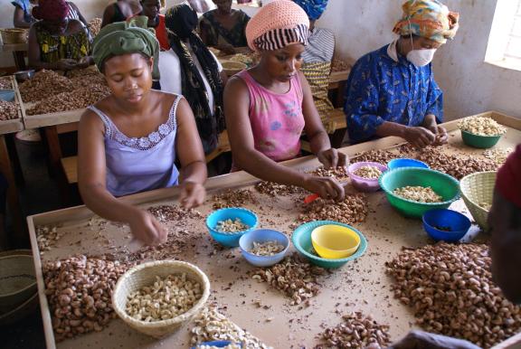 Workers processing cashew nuts