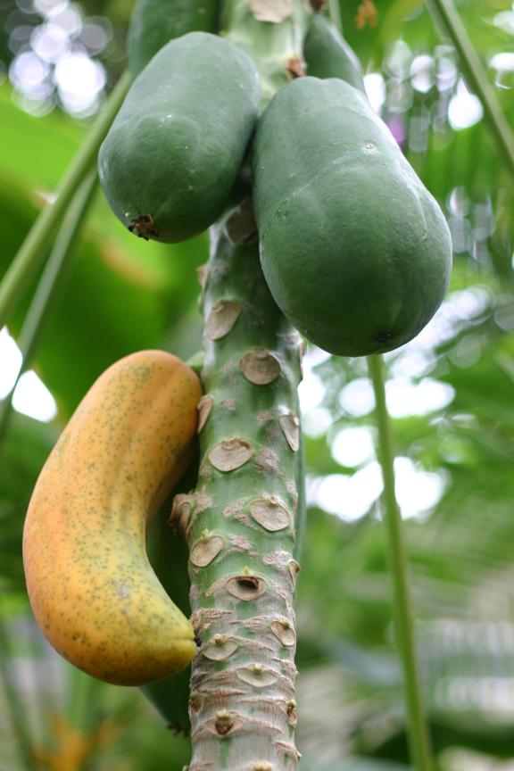 Papaya fruit on tree