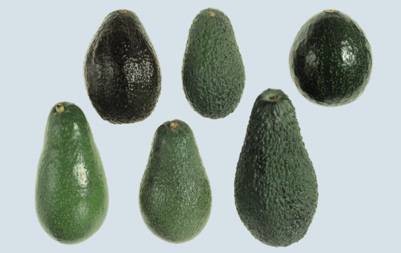 Examples of avocado varieties