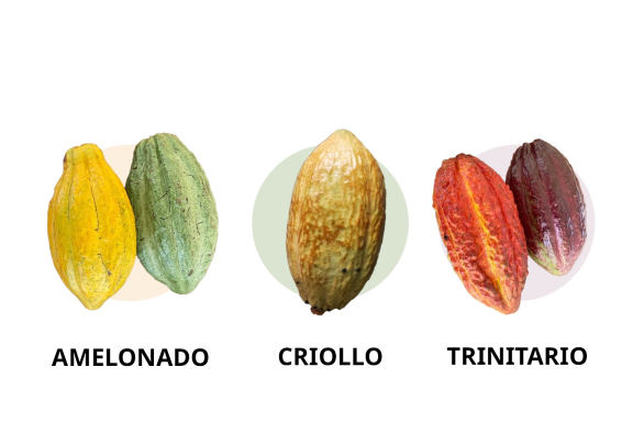 Common cocoa varieties