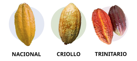 Nacional, Criollo and Trinitario cocoa fruits