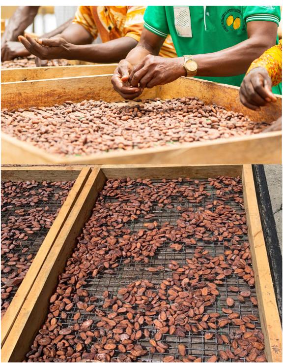 Removing foreign matter from cocoa beans